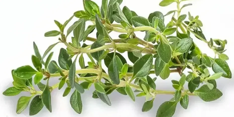 خواص آویشن کوهی و عوارض آن